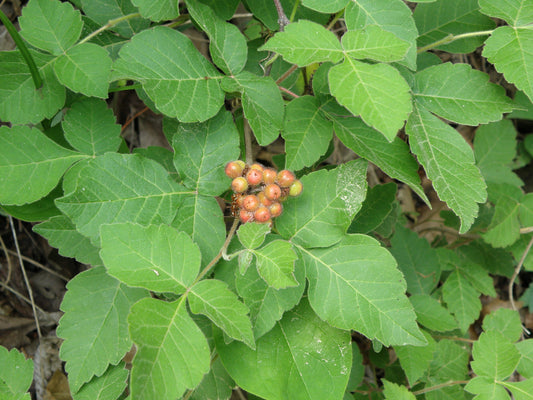 Fragrant Sumac 100 Seeds Rhus aromatica