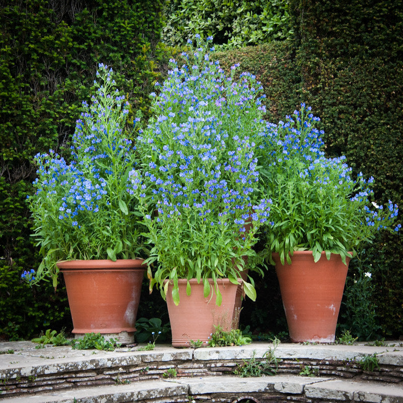 Viper's Bugloss Echium vulgare 100 Seeds  USA Company