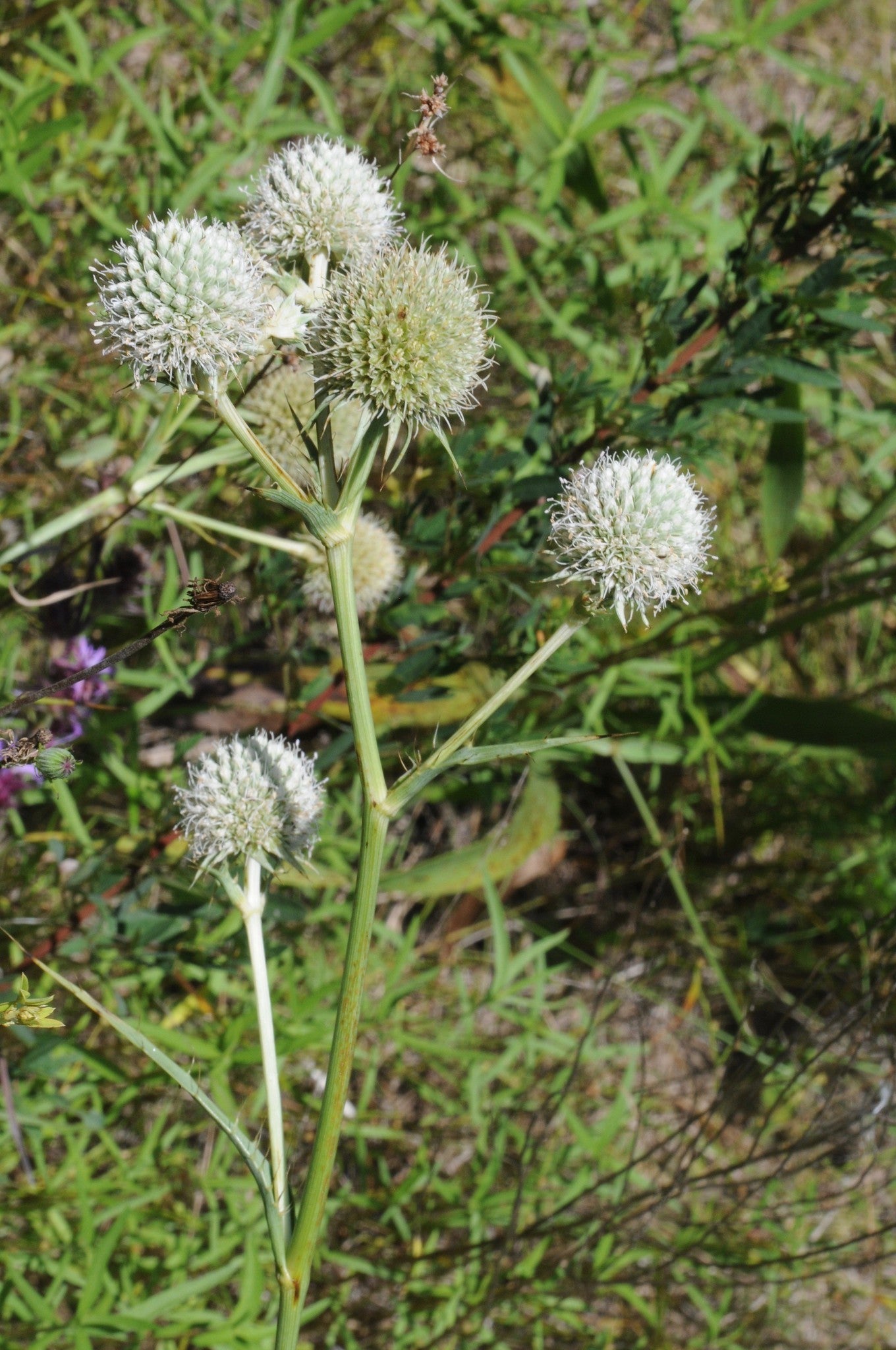 Rattlesnake Master Eryngium yuccifolium 100 Seeds  USA Company