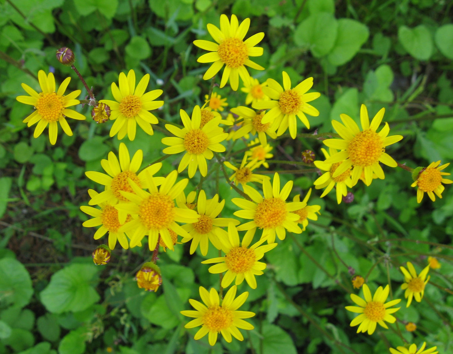 Golden Ragwort   100 Seeds   Golden Groundsel   Senecio aureus