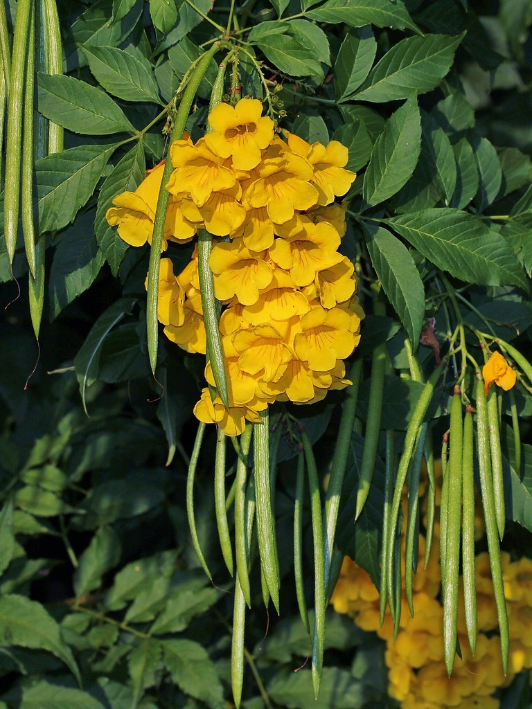 Yellow Bells Yellow Elder Tecoma stans 100 Seeds  USA Company