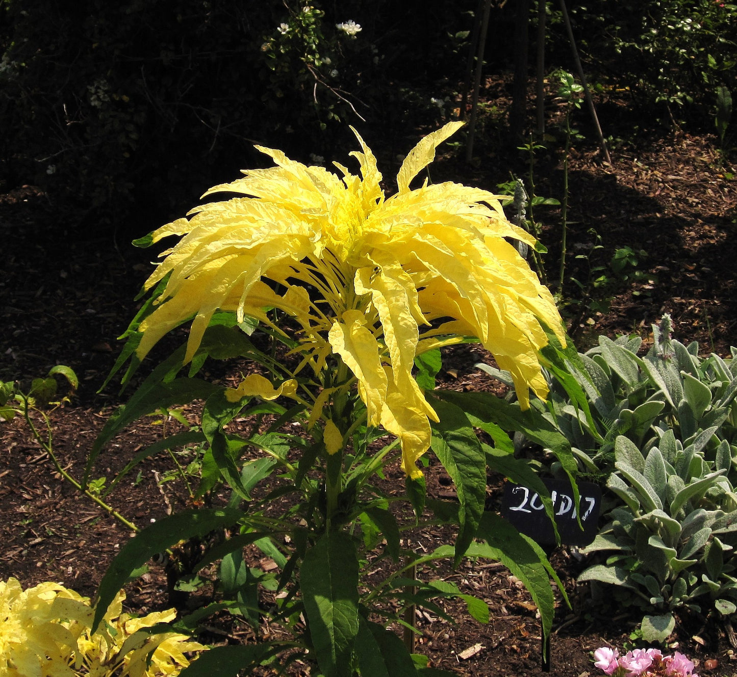 Yellow Amaranth   100 Seeds   Amaranthus tricolor