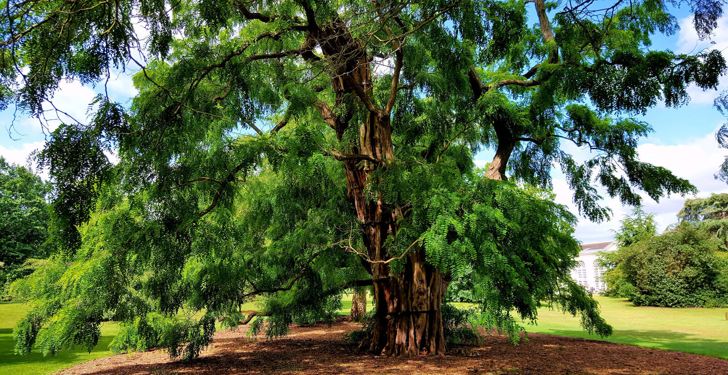 Black Locust  100 Seeds  False Acacia Robinia Pseudoacacia  USA Company