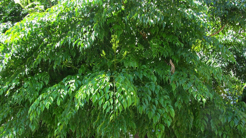 China Doll Plant  100 Seeds  Radermachera sinica