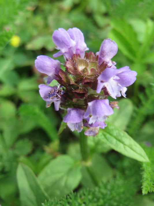 Self-Heal  Prunella vulgaris  100 Seeds