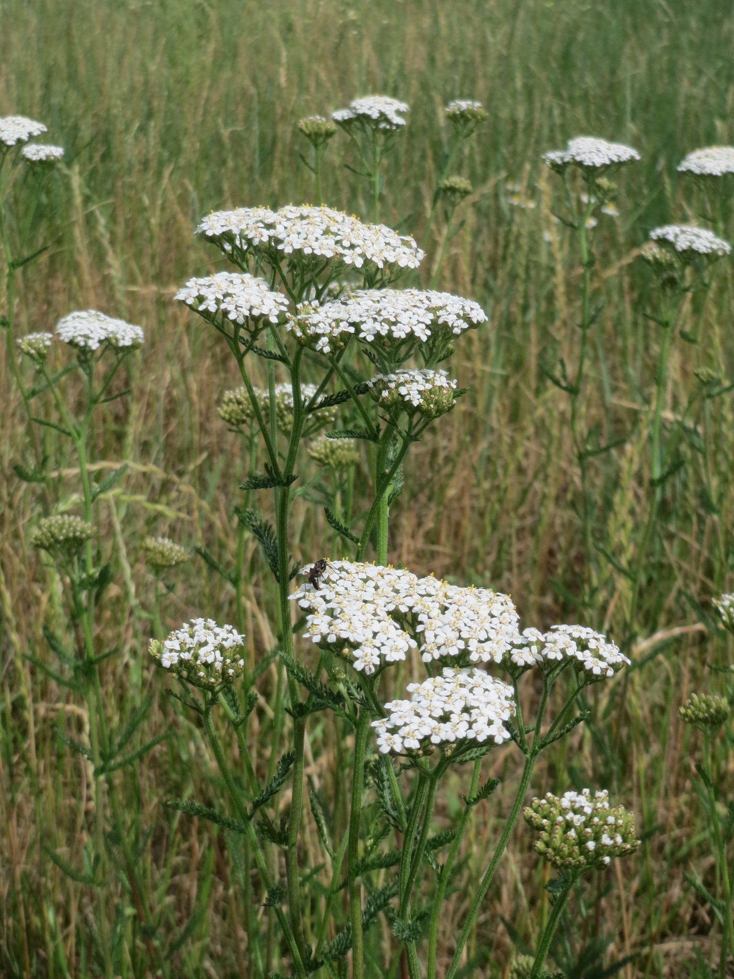 White Yarrow  1000 Seeds  Achillea millefolium