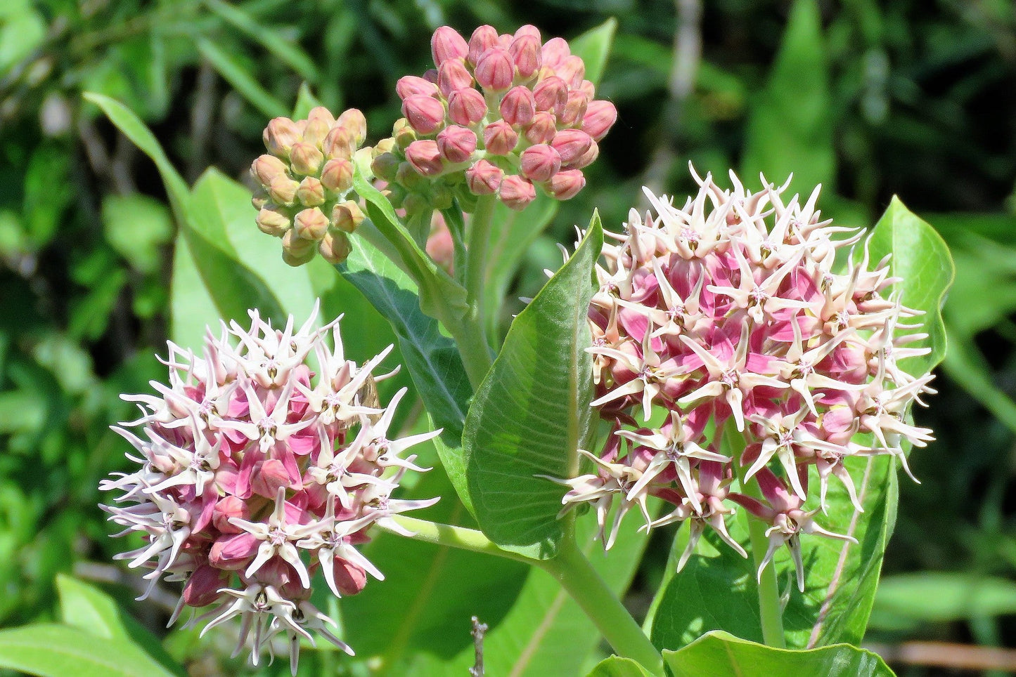 Showy Milkweed Asclepias speciosa 100 Seeds  USA Company