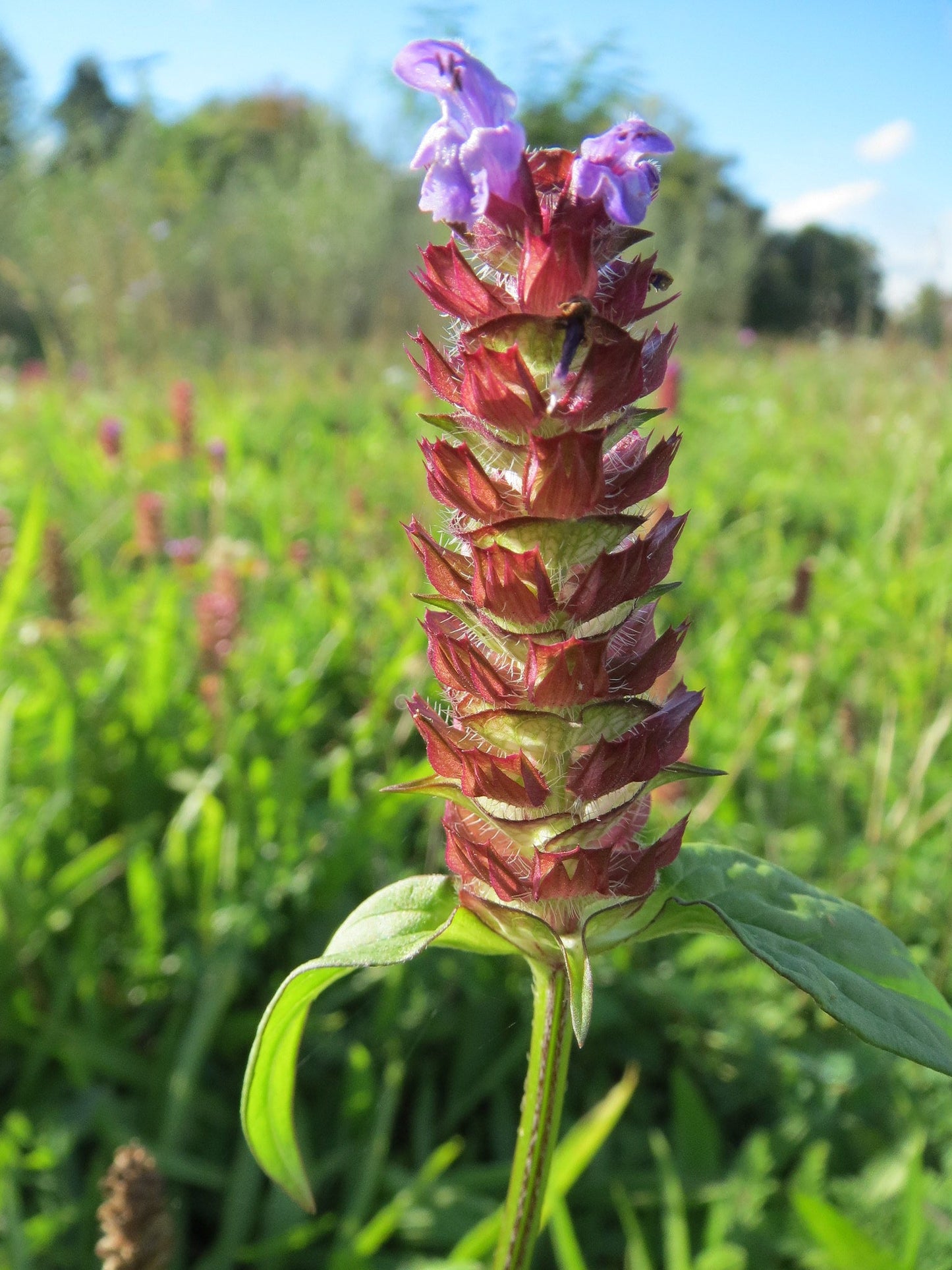 Self-Heal Prunella vulgaris 500 Seeds  USA Company