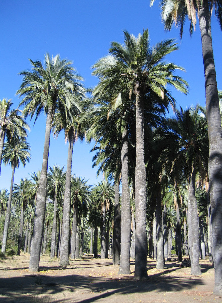 Chilean Wine Palm   5 Seeds   Jubaea chilensis