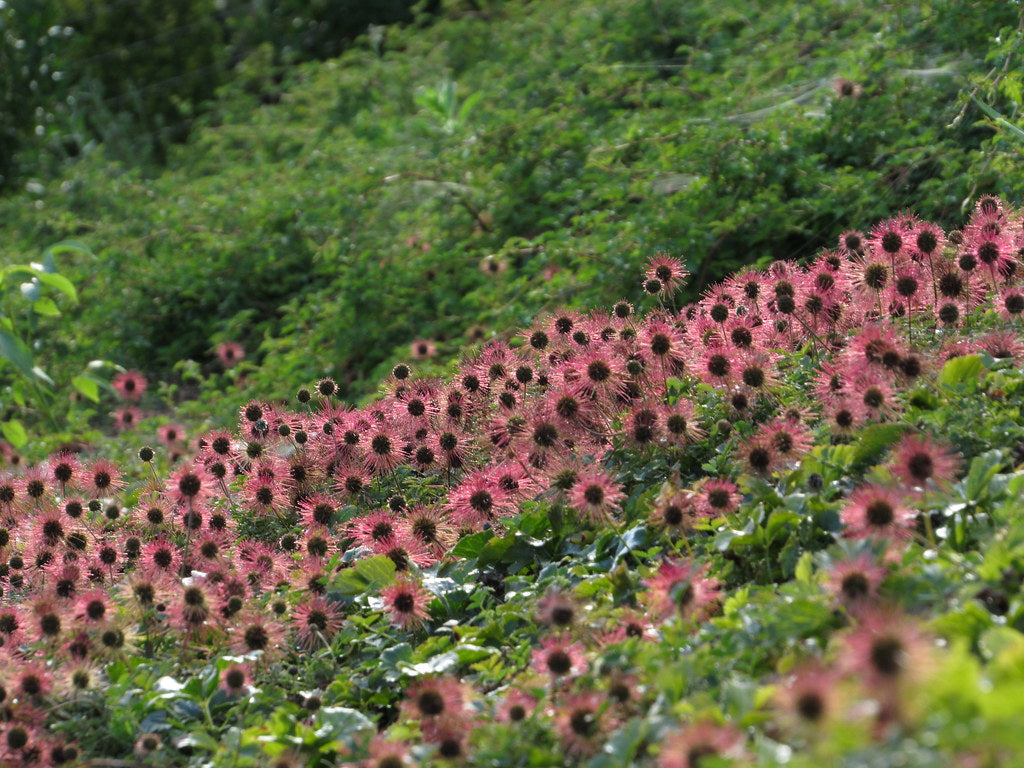 New Zealand Burr  75 Seeds  Acaena microphylla