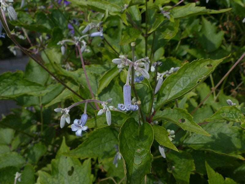 Japanese Clematis 20 Seeds Clematis stans  USA Company