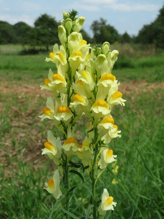 Yellow Toadflax Linaria vulgaris 500 Seeds  USA Company