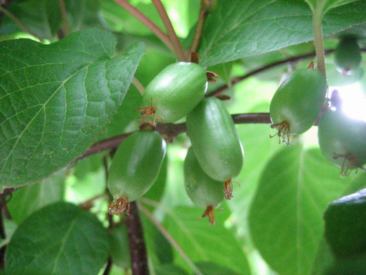 Hardy Kiwi Actinidia arguta 100 Seeds  USA Company