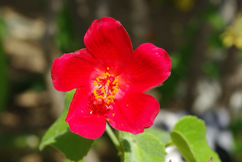 Heart Leaf Hibiscus   25 Seeds   Hibiscus martianus