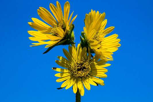 Compass Plant  10 Seeds  Silphium laciniatum