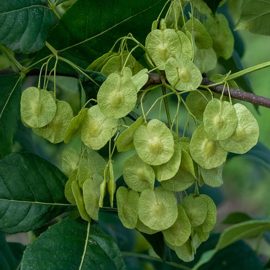 Hop Tree  Wafer Ash  Ptelea trifoliata  500 Seeds  USA Company