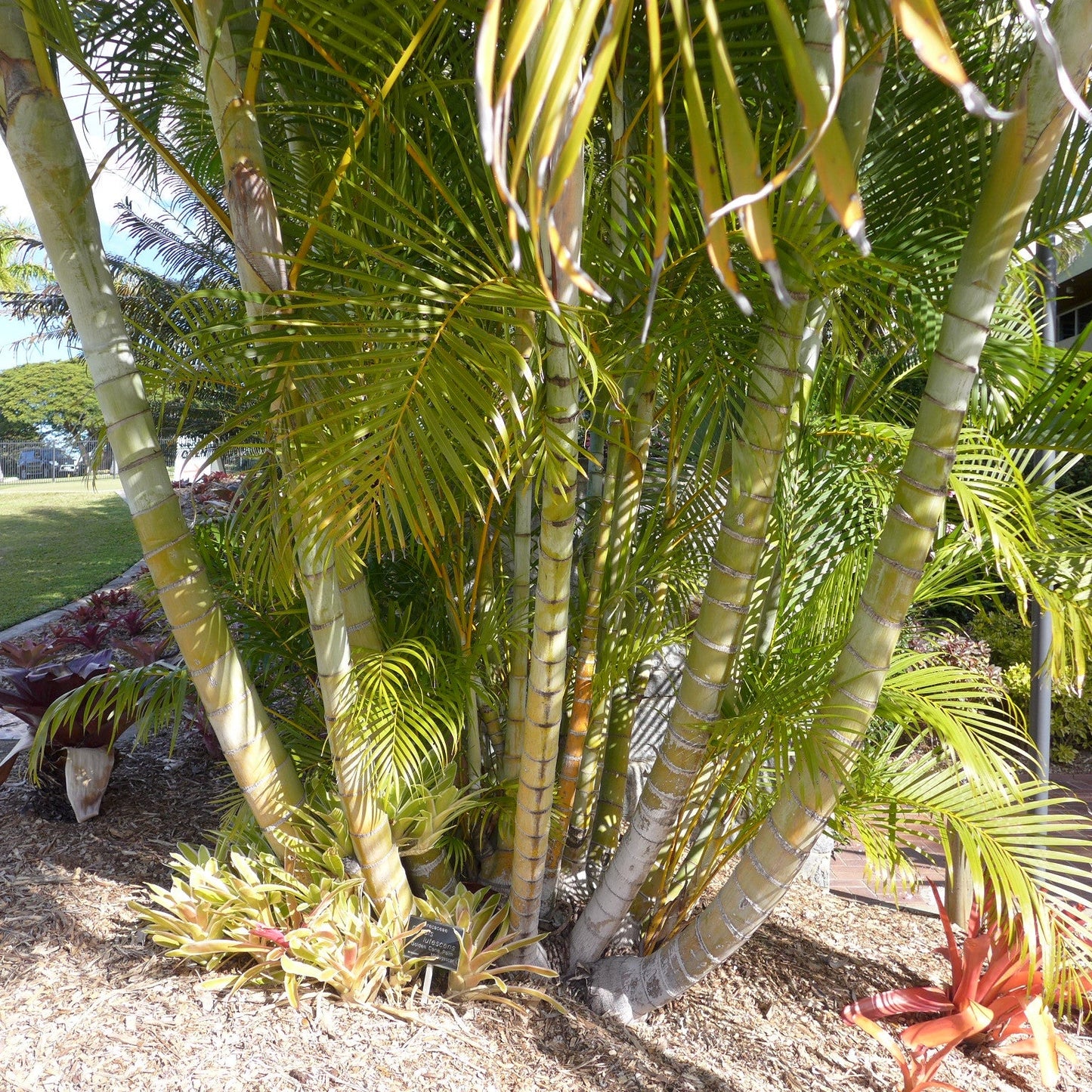 Areca Palm Butterfly Palm Chrysalidocarpus lutescens 10 Seeds  USA Company