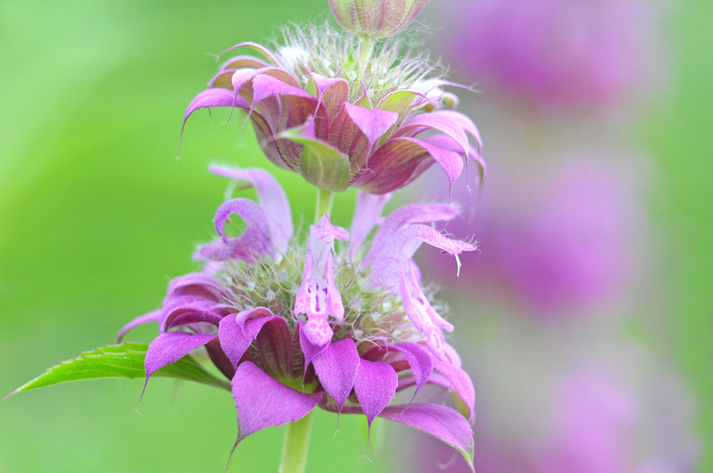 Lemon Mint   100 Seeds  Monarda citriodora