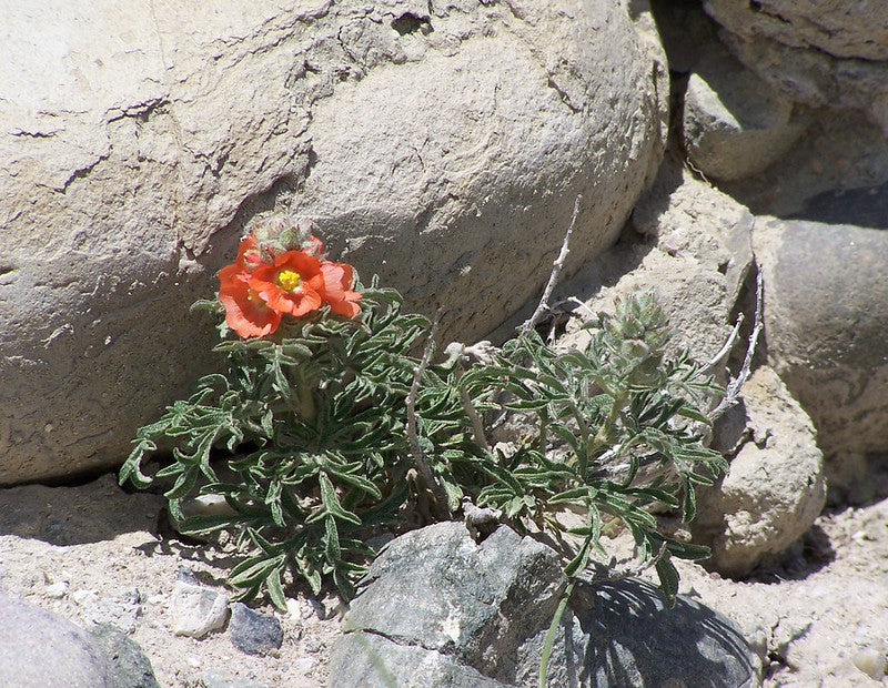 Scarlet Globemallow  100 Seeds  Sphaeralcea coccinea