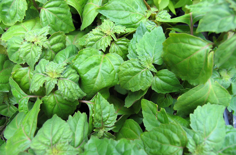 Patchouli   300 Seeds   Pogostemon cablin