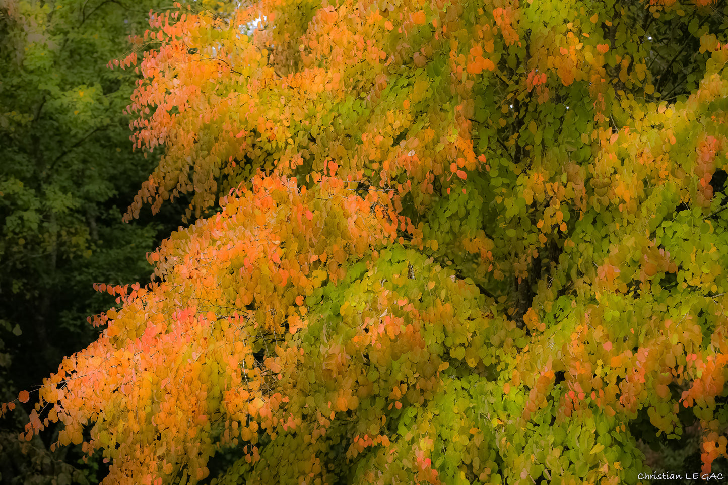 Katsura Tree  2300 Seeds  1 Gram  Cercidiphyllum japonicum