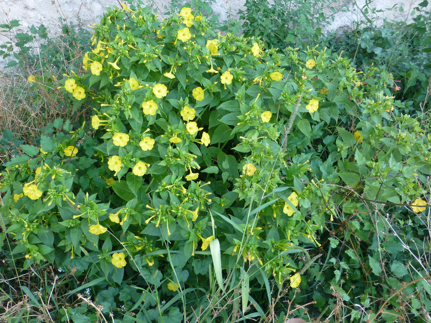 Yellow Four O'clock Mirabilis jalapa 50 Seeds  USA Company