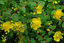 Load image into Gallery viewer, Goldencup St John&#39;s Wort  20 Seeds  Hypericum patulum