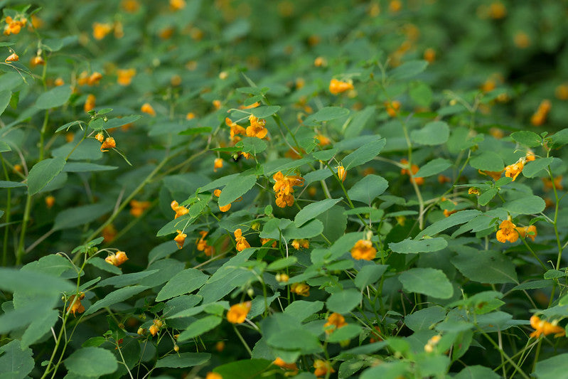 Jewelweed  30 Seeds  Impatiens capensis