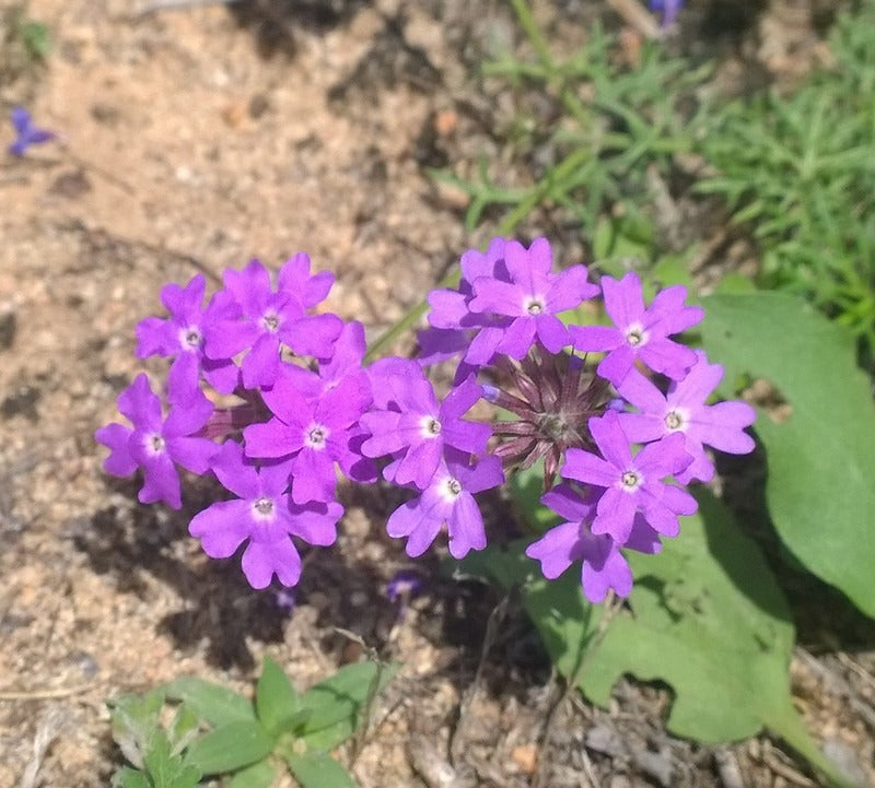 Moss Verbena  100 Seed  Glandularia aristigera