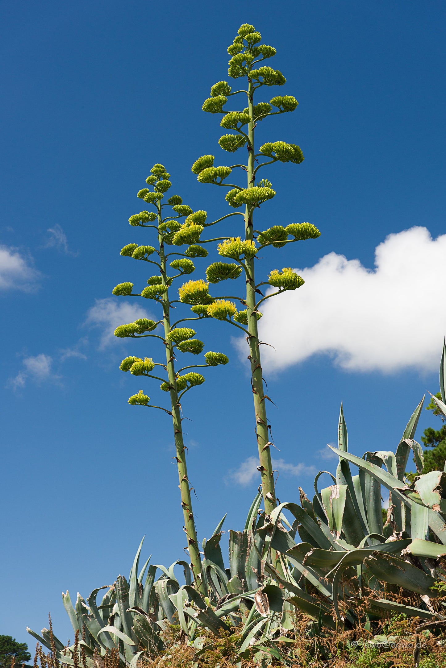 Century Plant Agave americana 100 Seeds