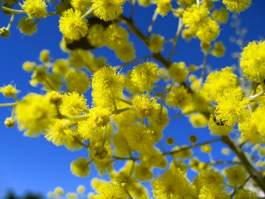 Silver Wattle Acacia dealbata 200 Seeds  USA Company