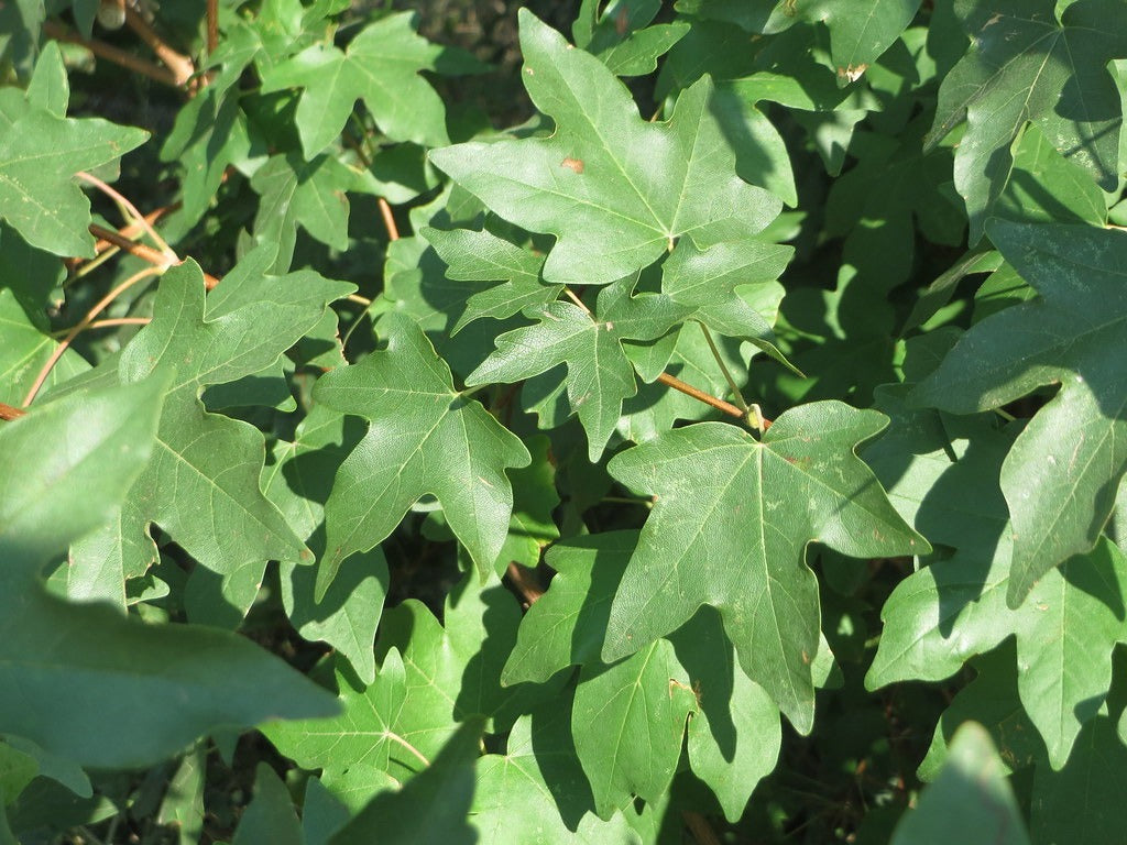 Field Maple  100 Seeds  Acer campestre