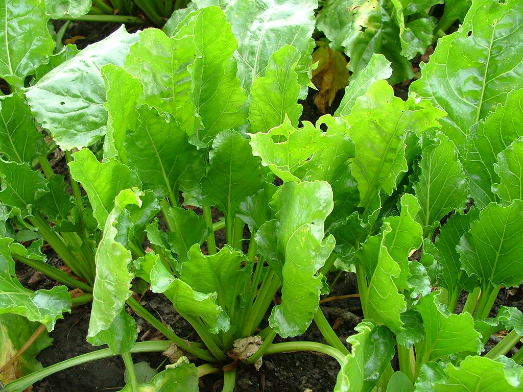 Sugar Beet   100 Seeds   Berta vulgaris