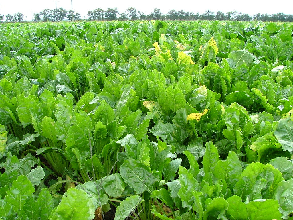 Sugar Beet   100 Seeds   Berta vulgaris
