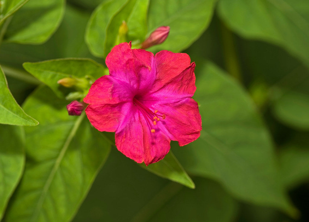 Red Four O'clock  Mirabilis jalapa  350 Seeds  USA Company