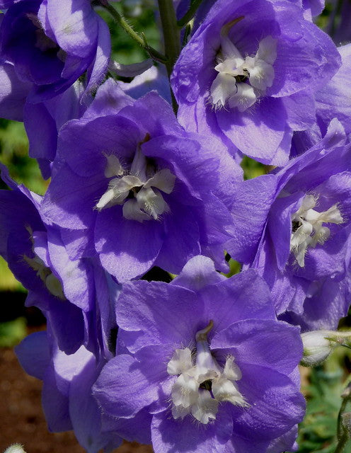 Purple Delphinium  100 Seeds  Delphinium cultorum