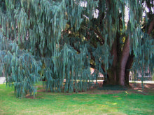 Load image into Gallery viewer, Kashmir Cypress Cupressus cashmeriana  100 Seeds