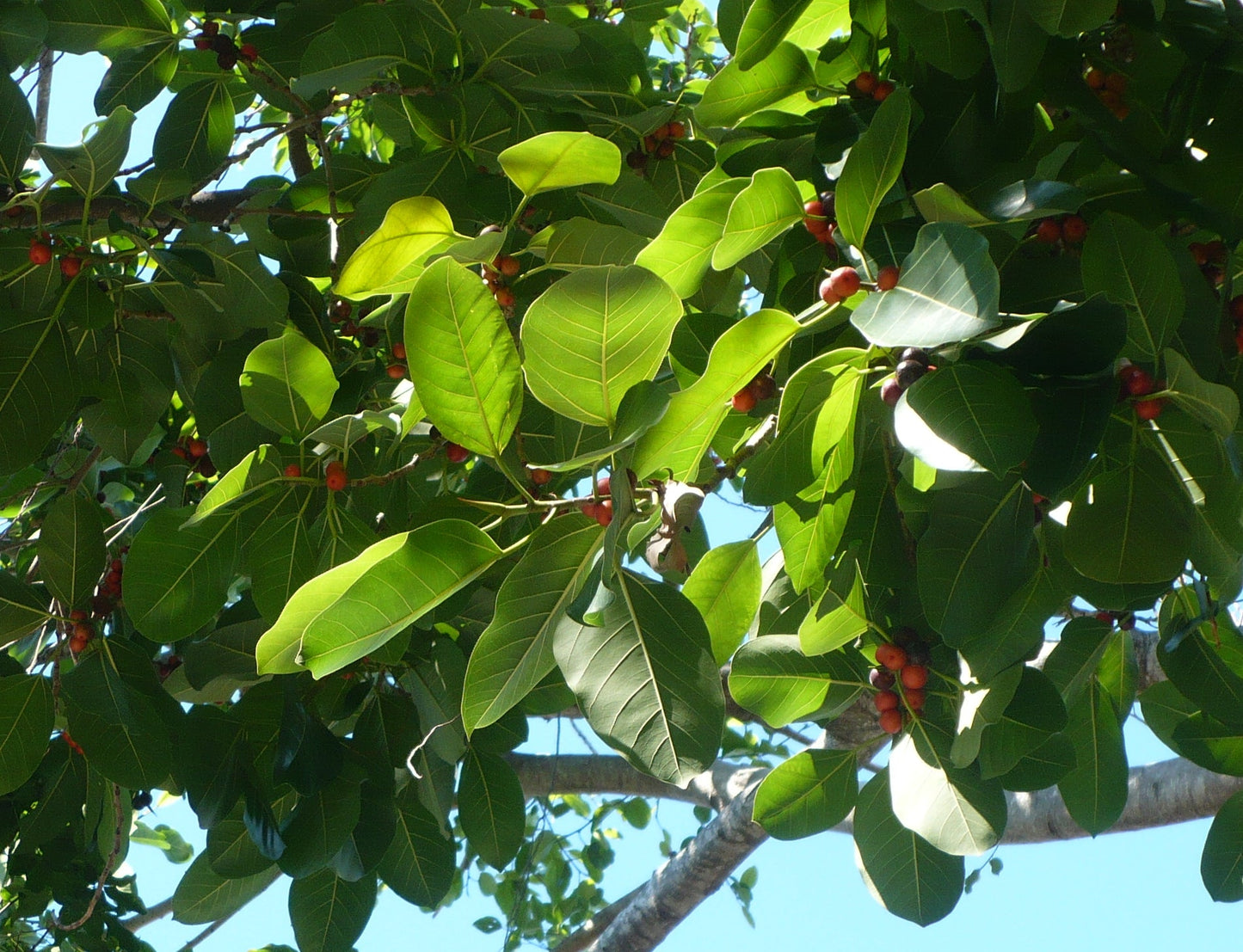 Banyan Fig Ficus benghalensis 100 Seeds  USA Company