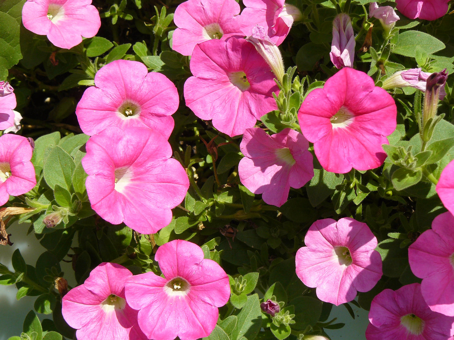 Pink Petunia  100 Seeds  Petunia Grandiflora