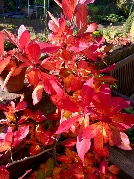 Sour Gum Black Tupelo Nyssa sylvatica 10 Seeds