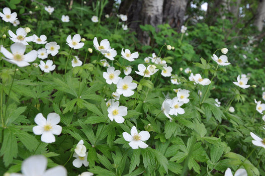 Canada Anemone  100 Seeds Anemone canadensis