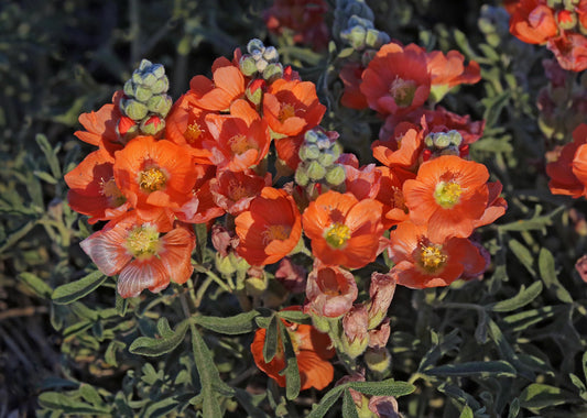Scarlet Globemallow  100 Seeds  Sphaeralcea coccinea