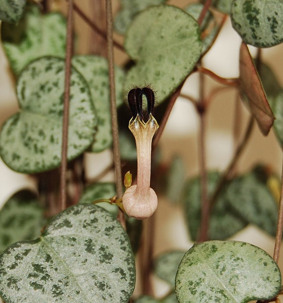 String of Hearts  10 Seeds  Ceropegia woodii