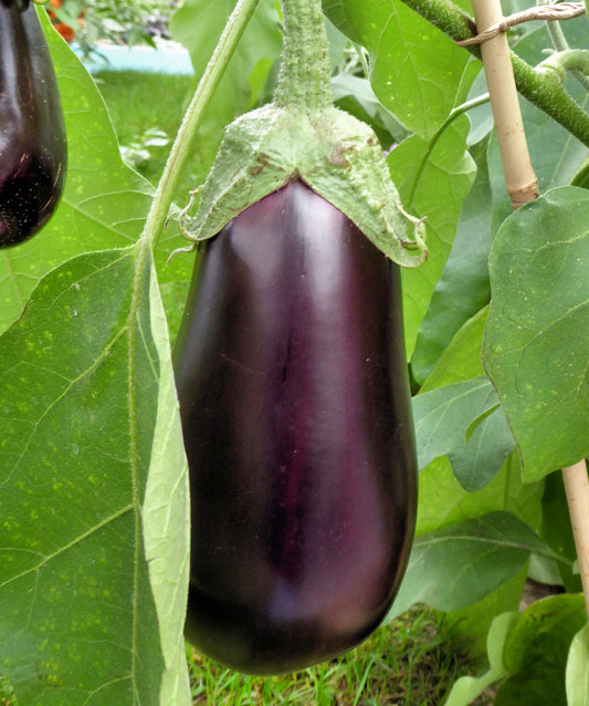 Eggplant  250 Seeds  Solanum melongena