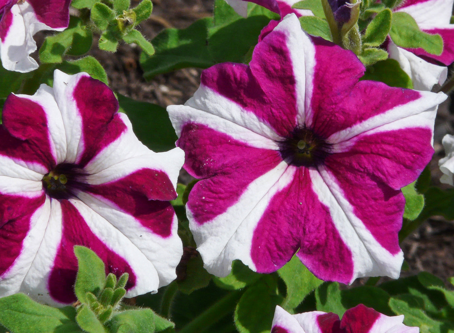 Star Petunia  100 Seeds  Petunia Multiflora