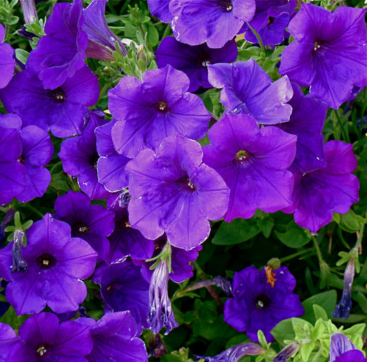 Purple Petunia  100 Seeds  Petunia Nana Compacta