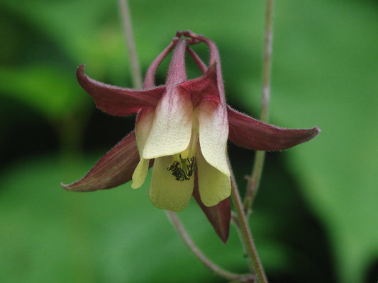 Oriental Columbine Aquilegia oxysepala 20 Seeds