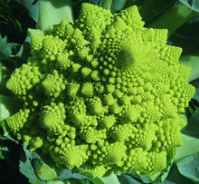 Load image into Gallery viewer, Romanesco Broccoli  20 Seeds  Brassica oleracea