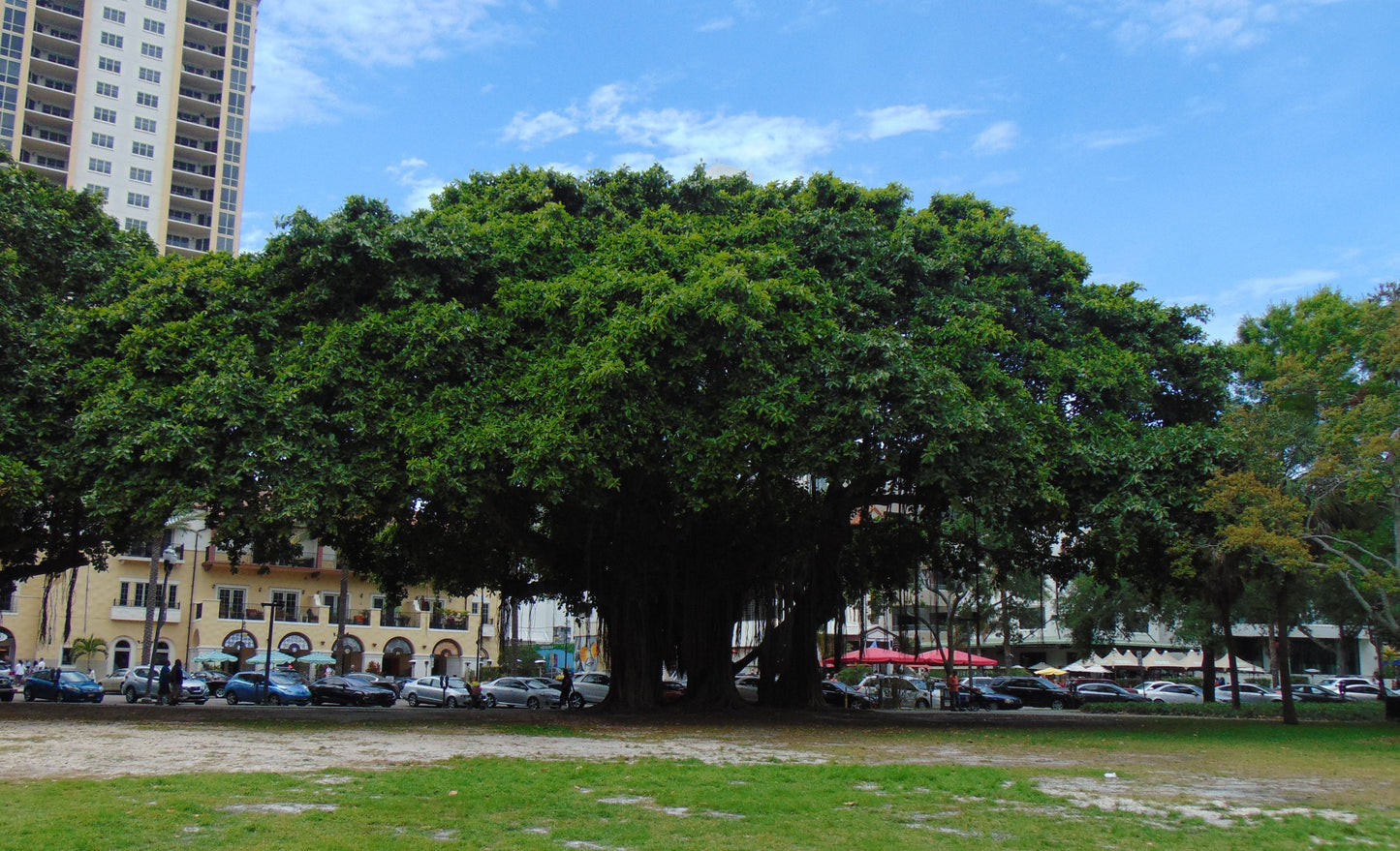 Banyan Fig Ficus benghalensis 100 Seeds  USA Company