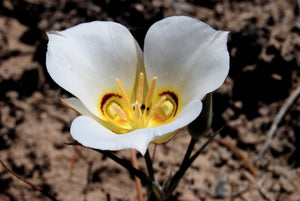 Sego Lily  Desert Wildflower  10 Seeds  Calochortus nuttallii